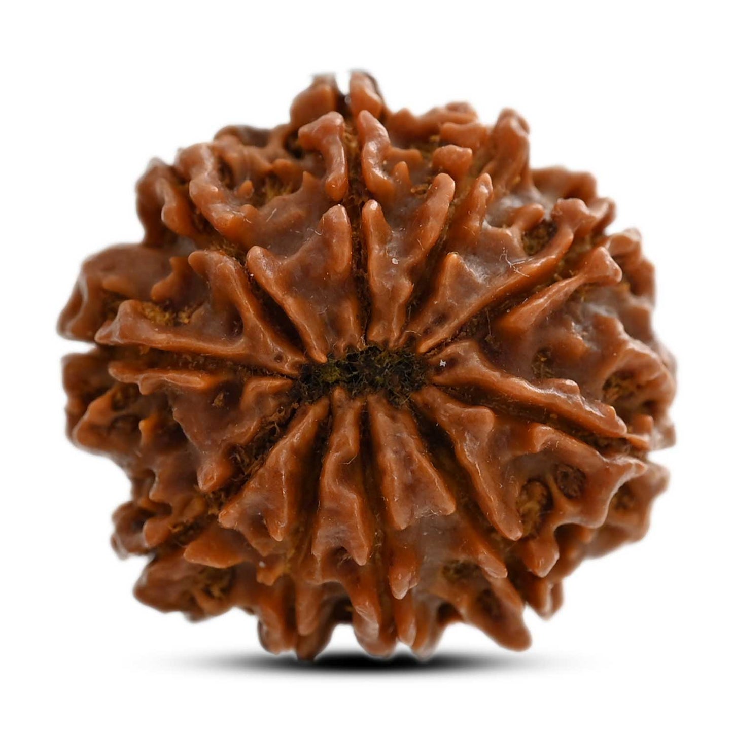 10 Mukhi Rudraksha (Nepal) 24.12 M.M.