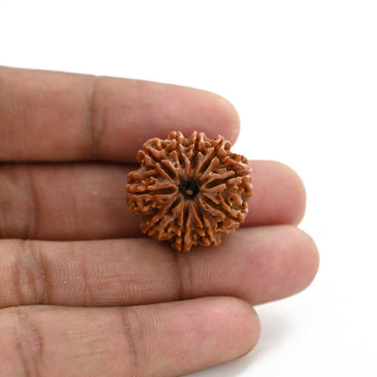 10 Mukhi Rudraksha (Nepal) 24.12 M.M.