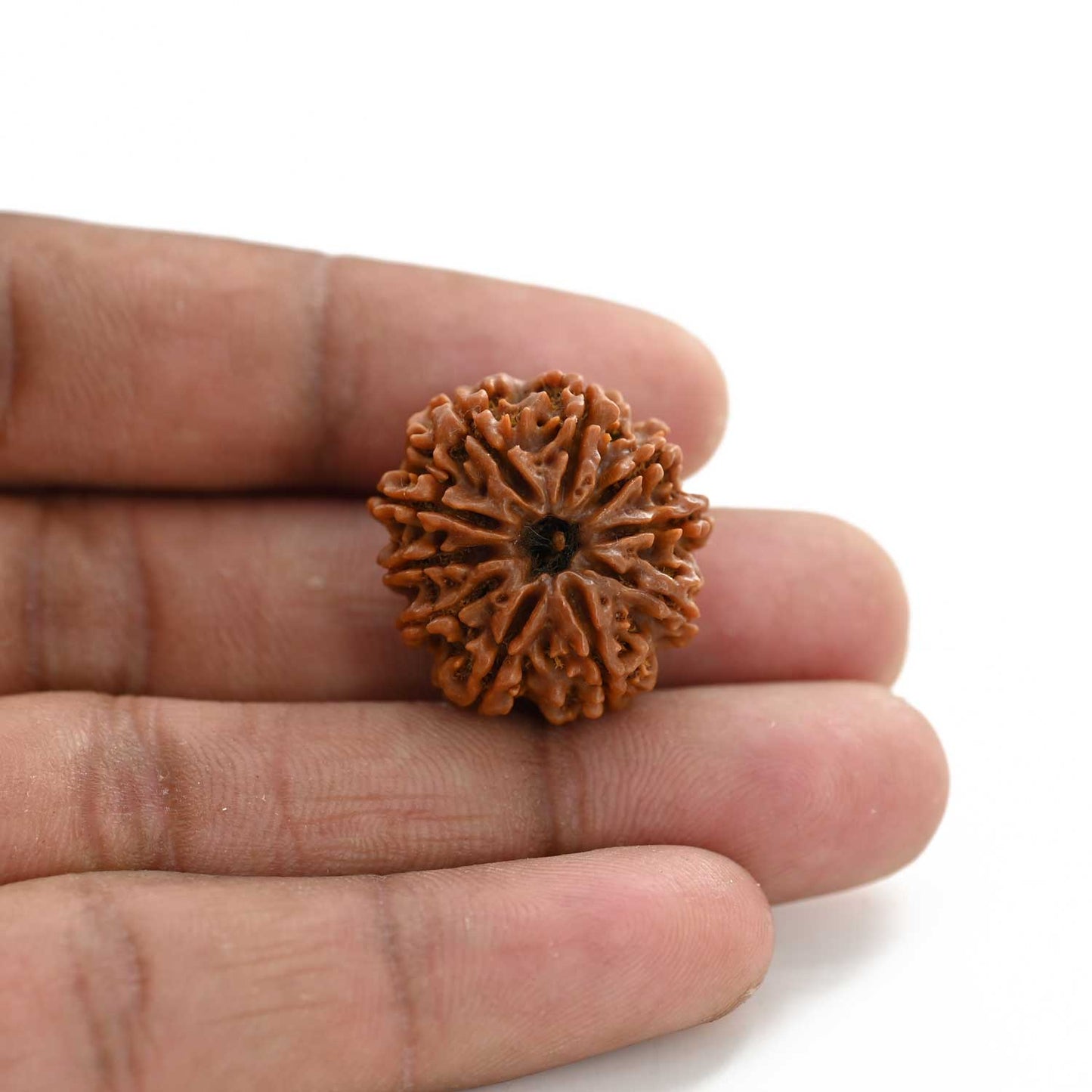 10 Mukhi Rudraksha (Nepal) 24.12 M.M.