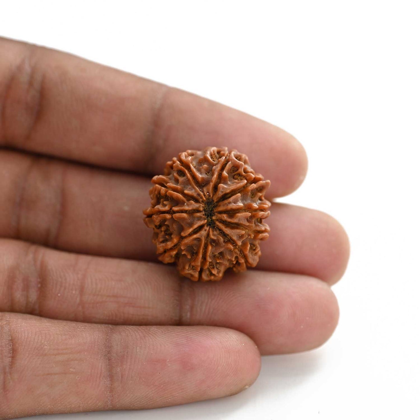 10 Mukhi Rudraksha (Nepal) 24.12 M.M.