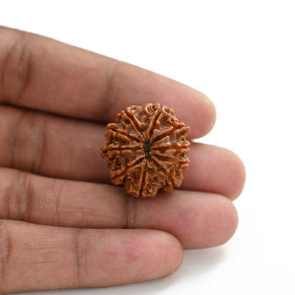 10 Mukhi Rudraksha (Nepal) 24.12 M.M.