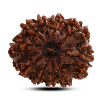 10 Mukhi Rudraksha (Nepal) 24.66 M.M.