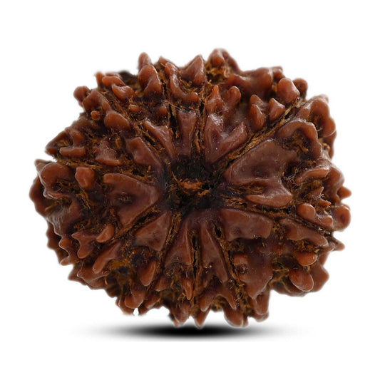 10 Mukhi Rudraksha (Nepal) 24.66 M.M.