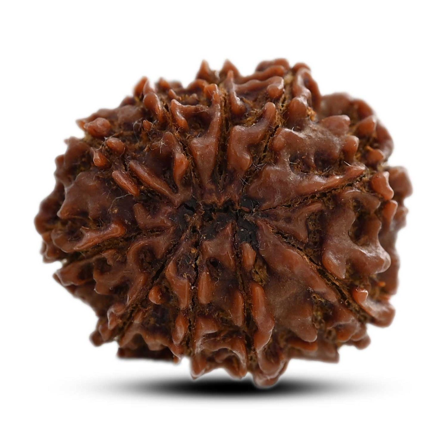 10 Mukhi Rudraksha (Nepal) 24.66 M.M.