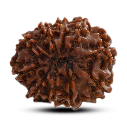 10 Mukhi Rudraksha (Nepal) 24.66 M.M.