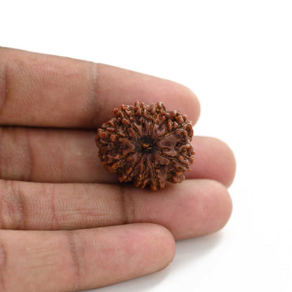 10 Mukhi Rudraksha (Nepal) 24.66 M.M.