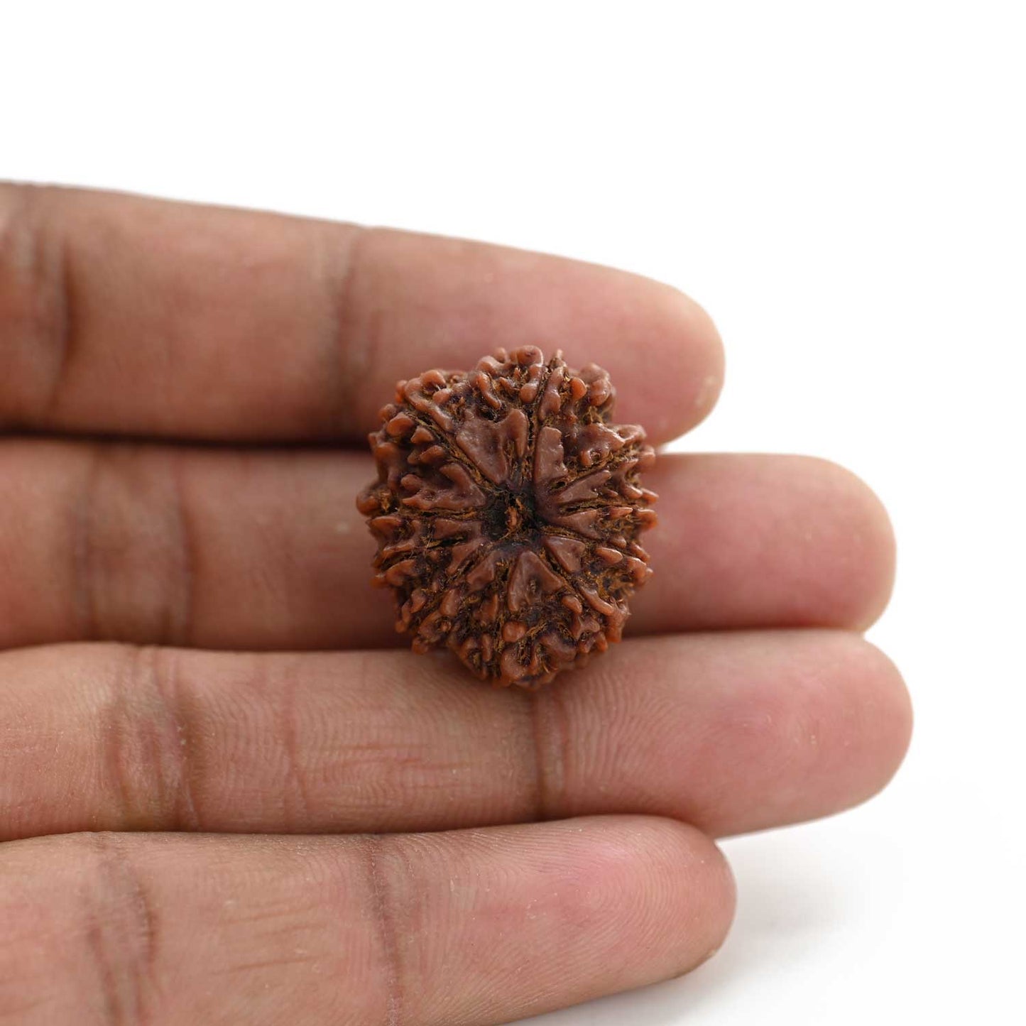 10 Mukhi Rudraksha (Nepal) 24.66 M.M.