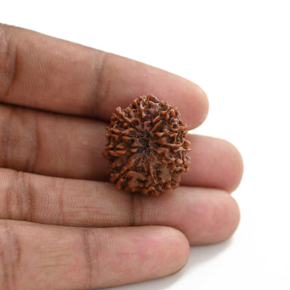 10 Mukhi Rudraksha (Nepal) 24.66 M.M.