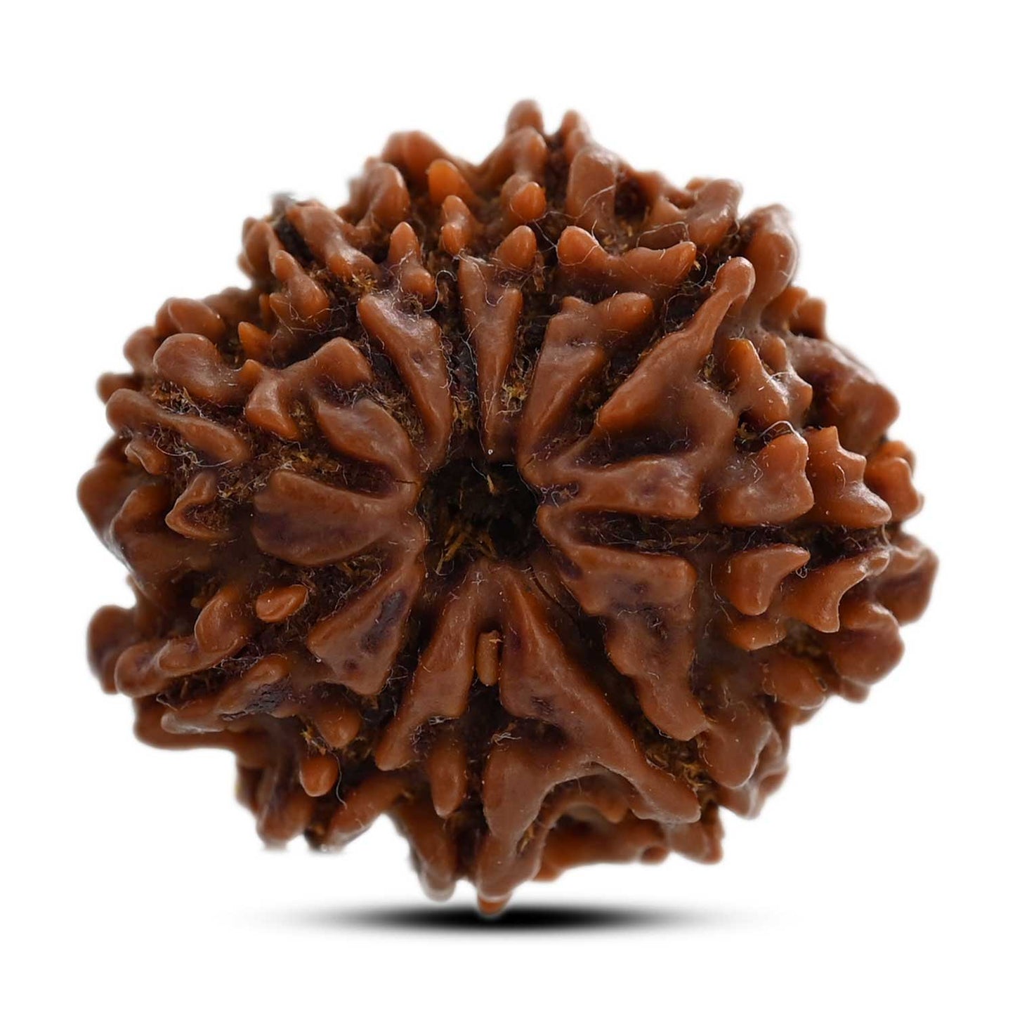10 Mukhi Rudraksha (Nepal) 25.17 M.M.