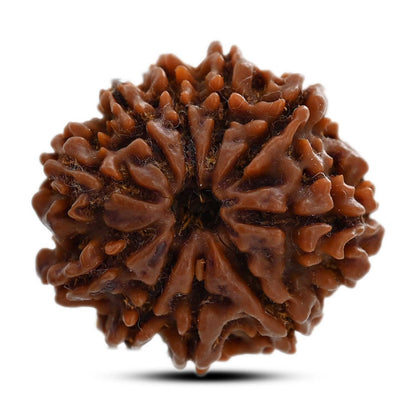 10 Mukhi Rudraksha (Nepal) 25.17 M.M.