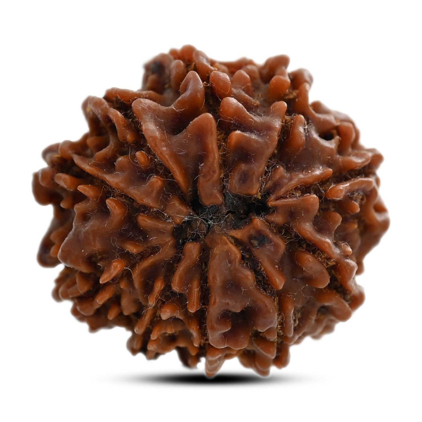10 Mukhi Rudraksha (Nepal) 25.17 M.M.