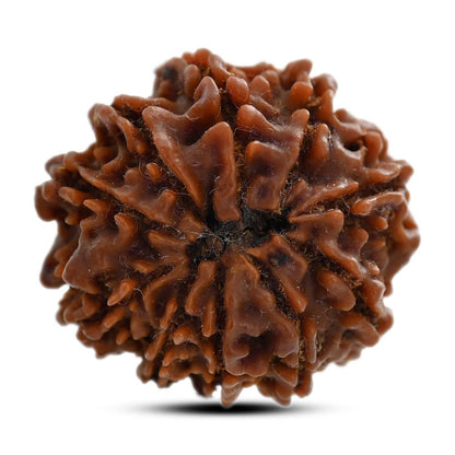 10 Mukhi Rudraksha (Nepal) 25.17 M.M.
