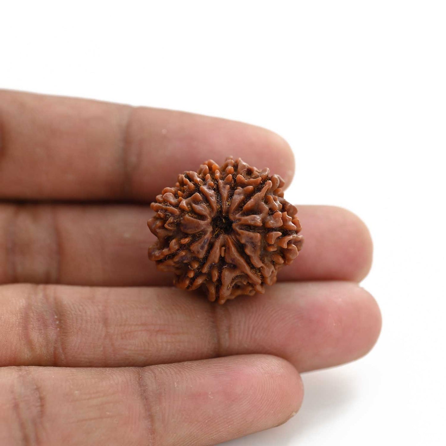 10 Mukhi Rudraksha (Nepal) 25.17 M.M.