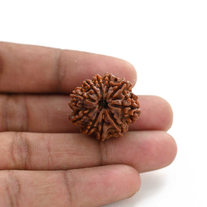 10 Mukhi Rudraksha (Nepal) 25.17 M.M.