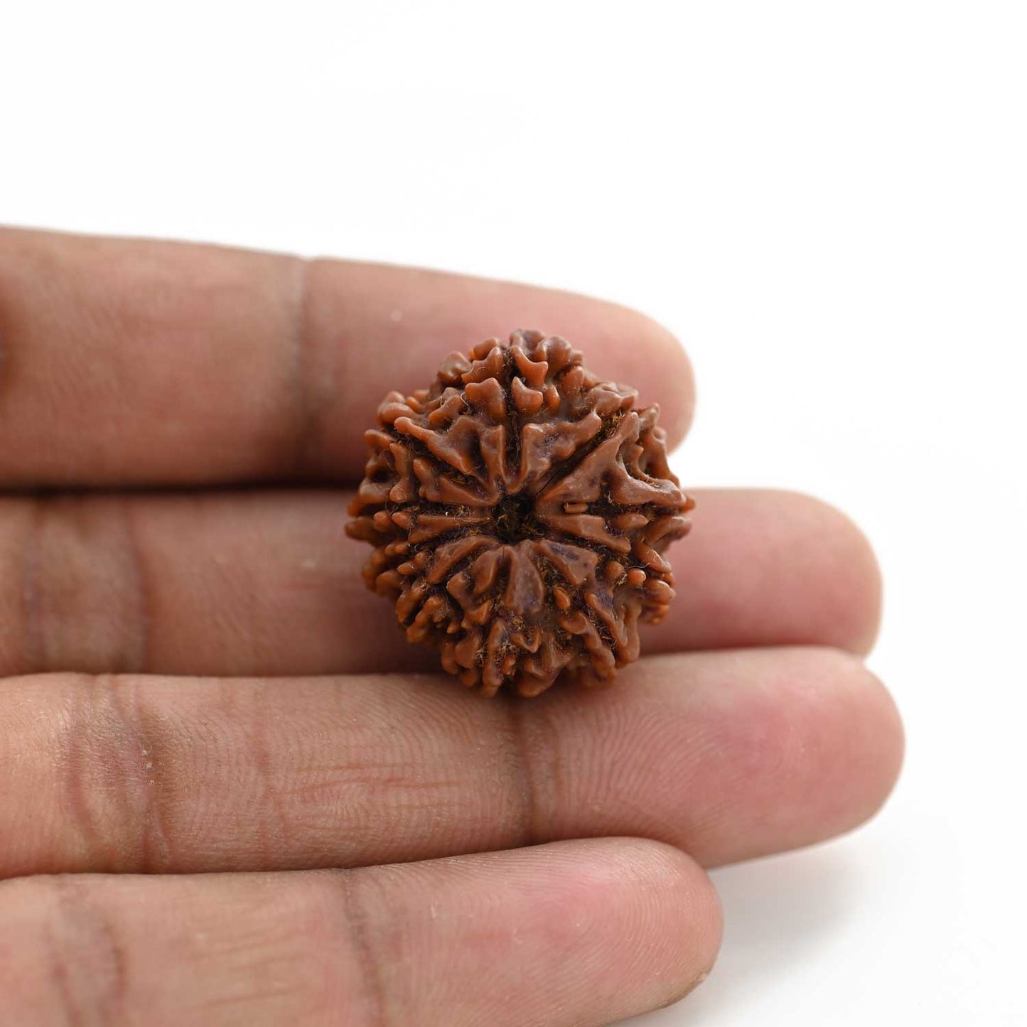 10 Mukhi Rudraksha (Nepal) 25.17 M.M.