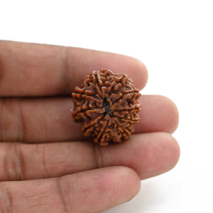 10 Mukhi Rudraksha (Nepal) 25.17 M.M.