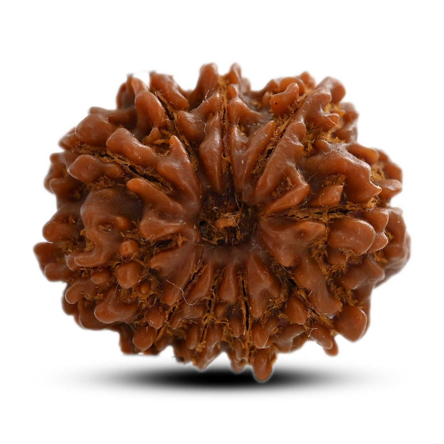 10 Mukhi Rudraksha (Nepal) 24.20 M.M.