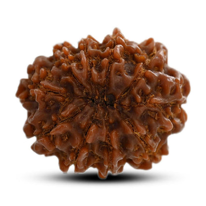 10 Mukhi Rudraksha (Nepal) 24.20 M.M.