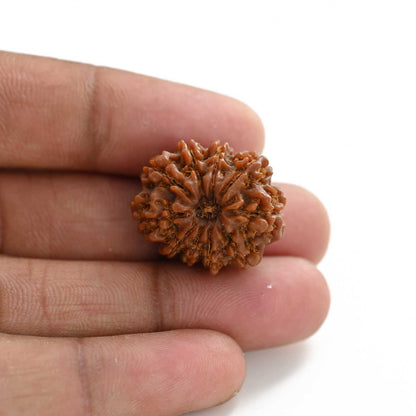 10 Mukhi Rudraksha (Nepal) 24.20 M.M.