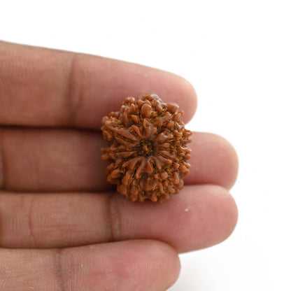 10 Mukhi Rudraksha (Nepal) 24.20 M.M.