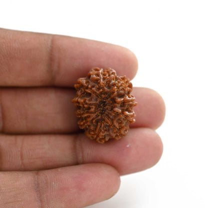 10 Mukhi Rudraksha (Nepal) 24.20 M.M.