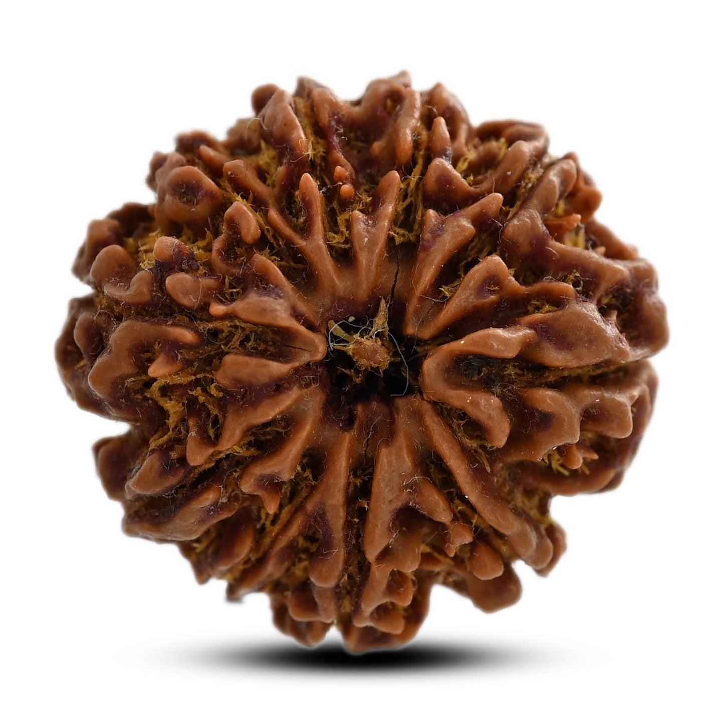 10 Mukhi Rudraksha (Nepal) 27.29 M.M.