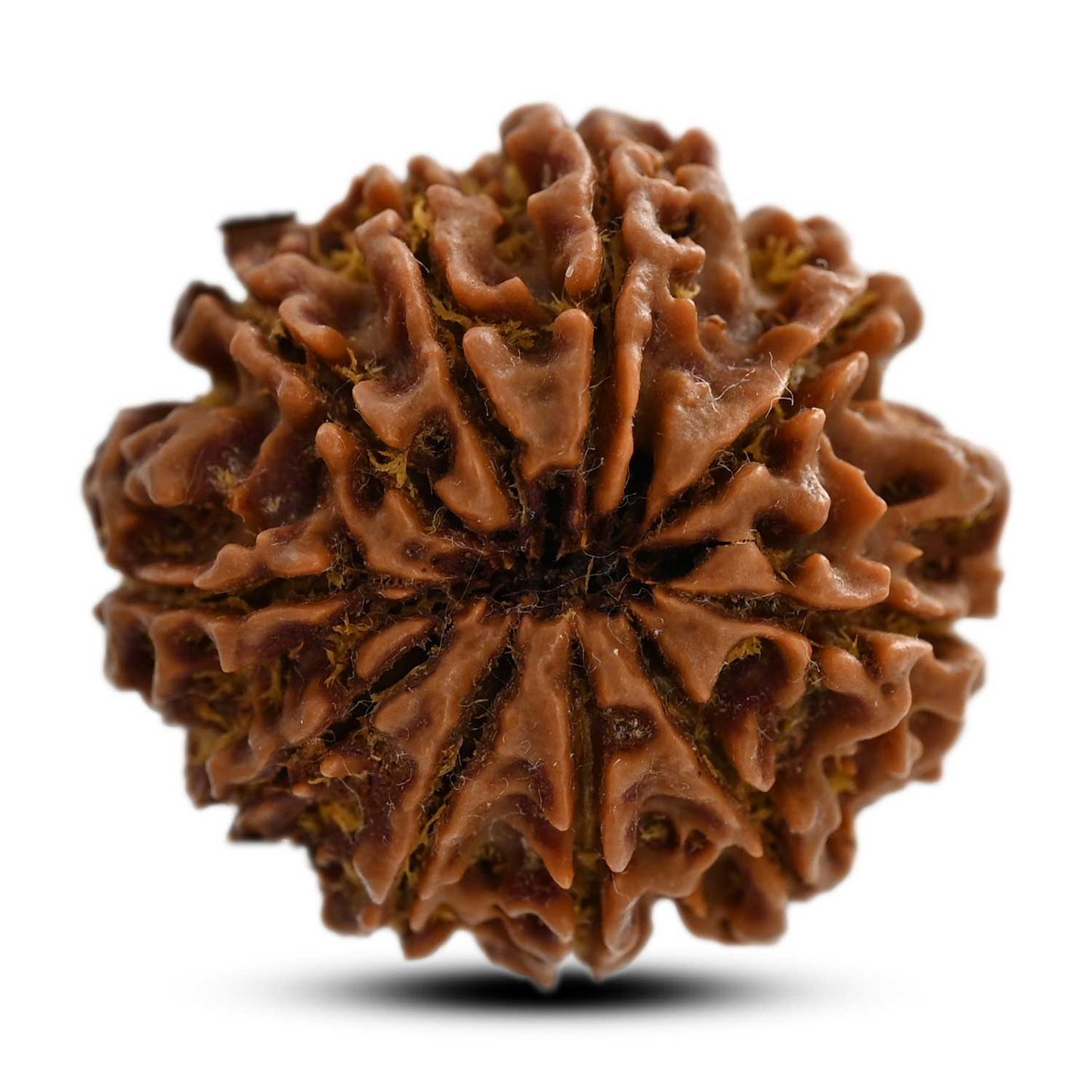 10 Mukhi Rudraksha (Nepal) 27.29 M.M.