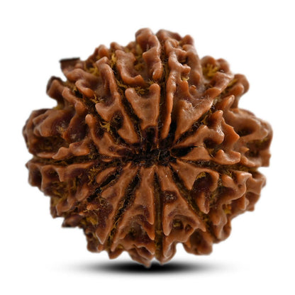 10 Mukhi Rudraksha (Nepal) 27.29 M.M.