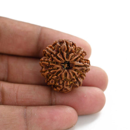 10 Mukhi Rudraksha (Nepal) 27.29 M.M.