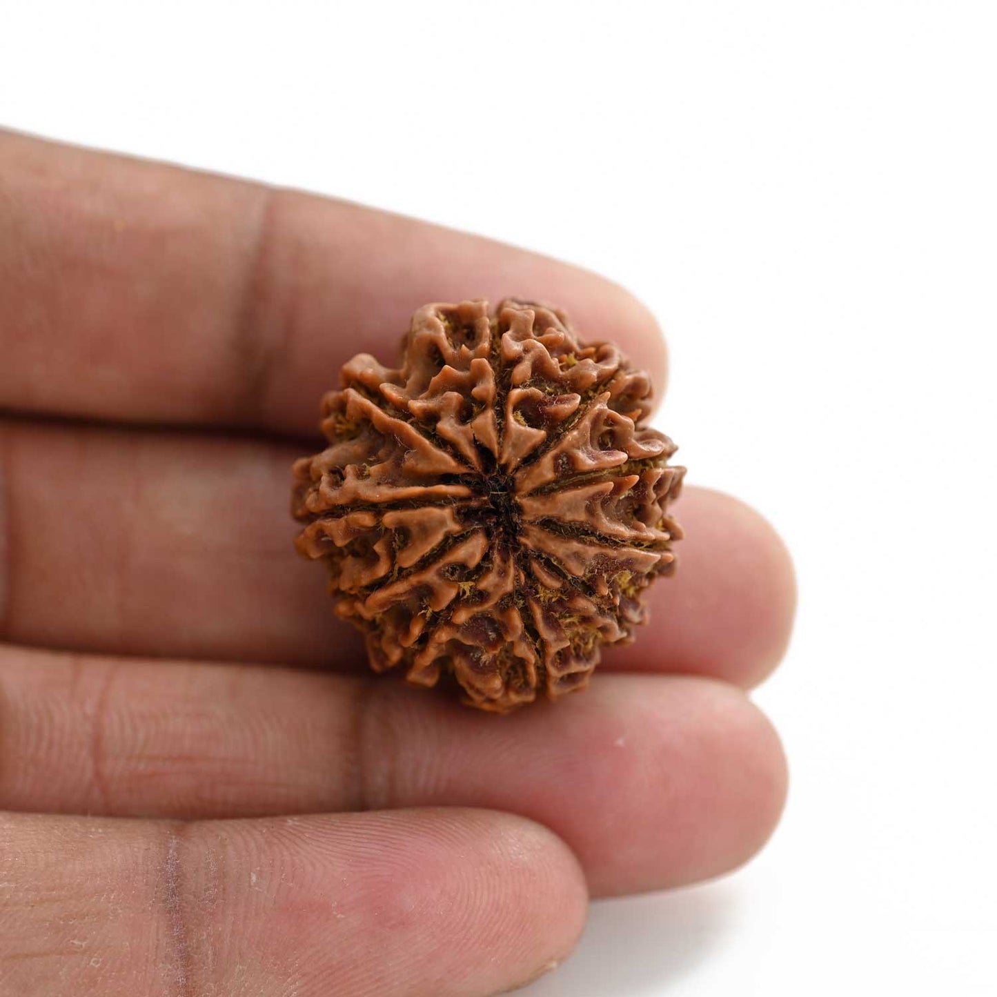 10 Mukhi Rudraksha (Nepal) 27.29 M.M.