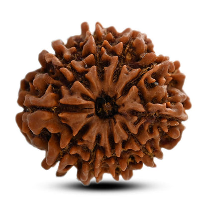 10 Mukhi Rudraksha (Nepal) 25.65 M.M.