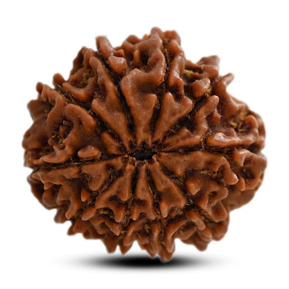 10 Mukhi Rudraksha (Nepal) 25.65 M.M.