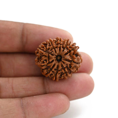 10 Mukhi Rudraksha (Nepal) 25.65 M.M.