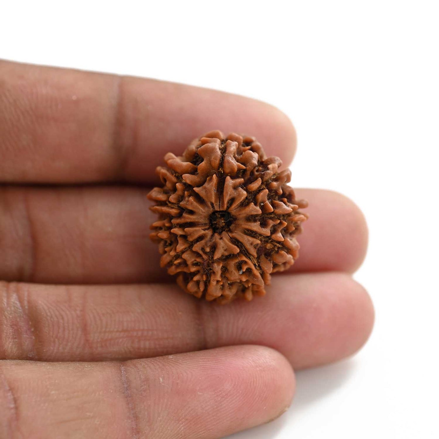 10 Mukhi Rudraksha (Nepal) 25.65 M.M.