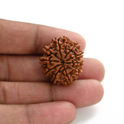 10 Mukhi Rudraksha (Nepal) 25.65 M.M.