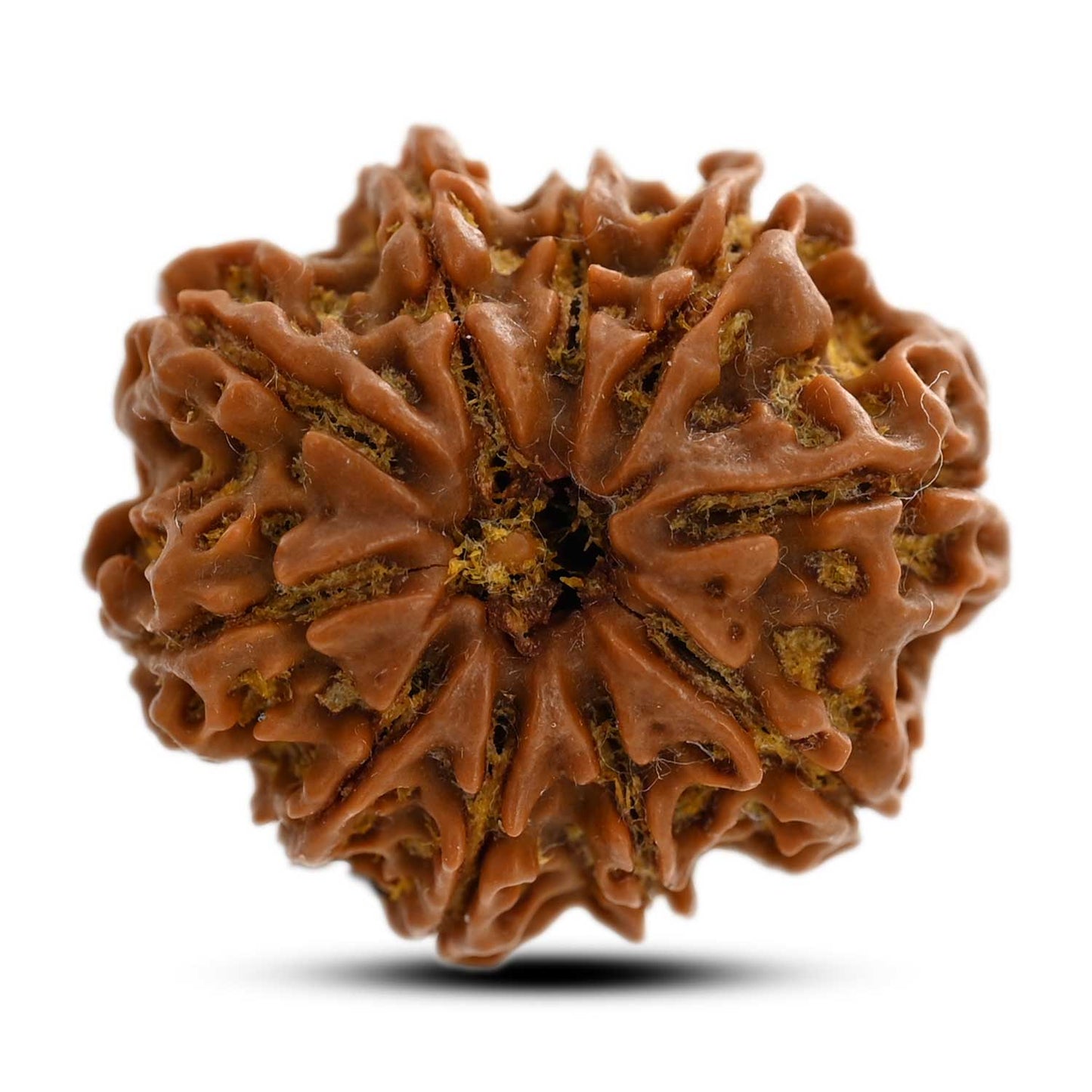10 Mukhi Rudraksha (Nepal) 24.38 M.M.