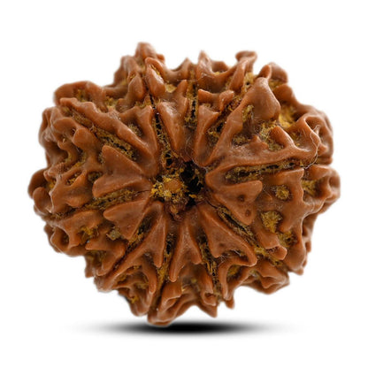 10 Mukhi Rudraksha (Nepal) 24.38 M.M.