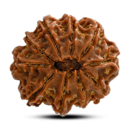 10 Mukhi Rudraksha (Nepal) 24.38 M.M.