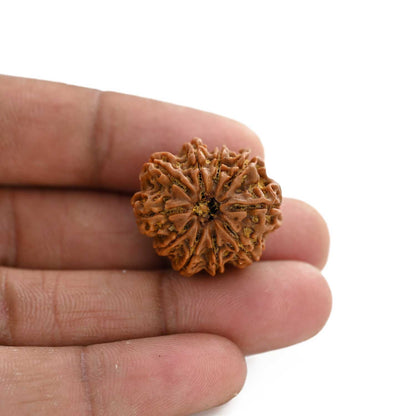 10 Mukhi Rudraksha (Nepal) 24.38 M.M.