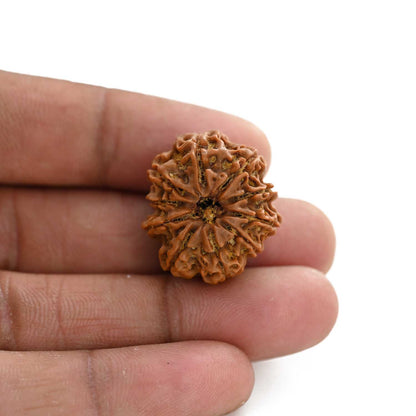 10 Mukhi Rudraksha (Nepal) 24.38 M.M.