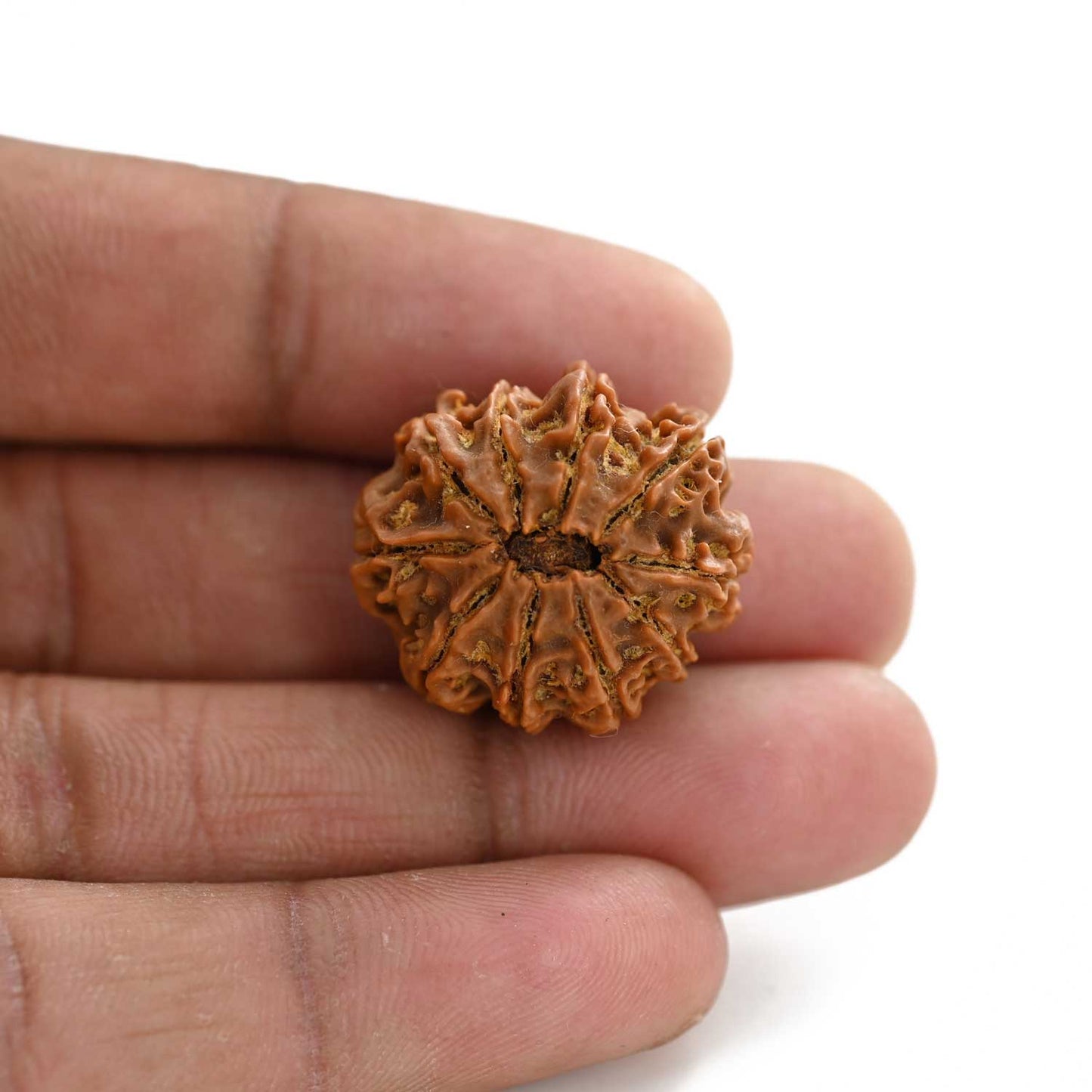 10 Mukhi Rudraksha (Nepal) 24.38 M.M.