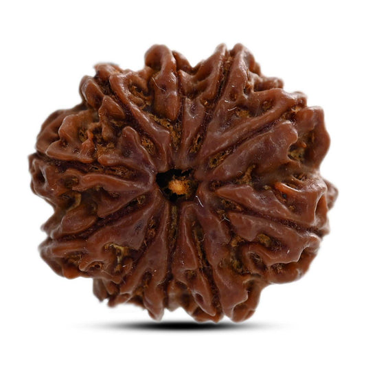 10 Mukhi Rudraksha (Nepal) 23.95 M.M.