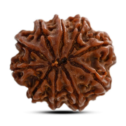 10 Mukhi Rudraksha (Nepal) 23.95 M.M.