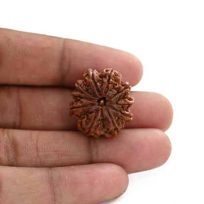 10 Mukhi Rudraksha (Nepal) 23.95 M.M.