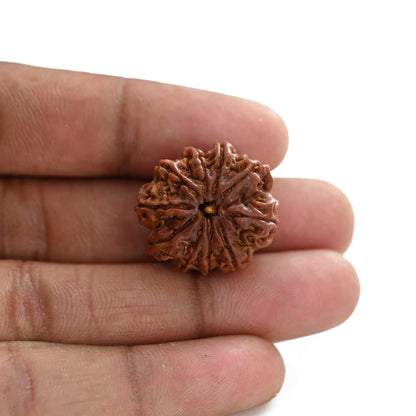 10 Mukhi Rudraksha (Nepal) 23.95 M.M.