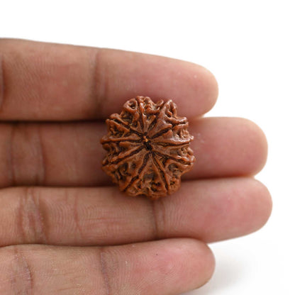 10 Mukhi Rudraksha (Nepal) 23.95 M.M.