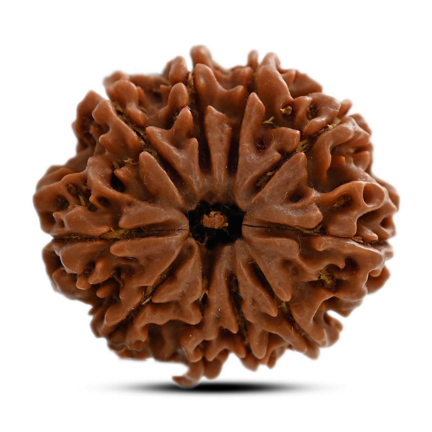 10 Mukhi Rudraksha (Nepal) 25.20 M.M.