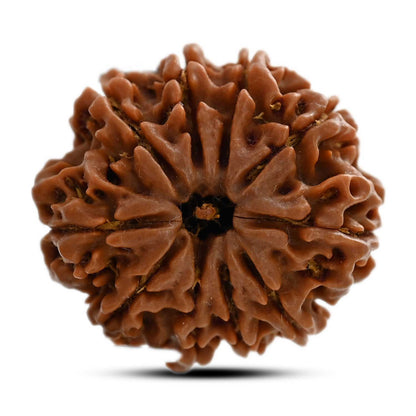 10 Mukhi Rudraksha (Nepal) 25.20 M.M.