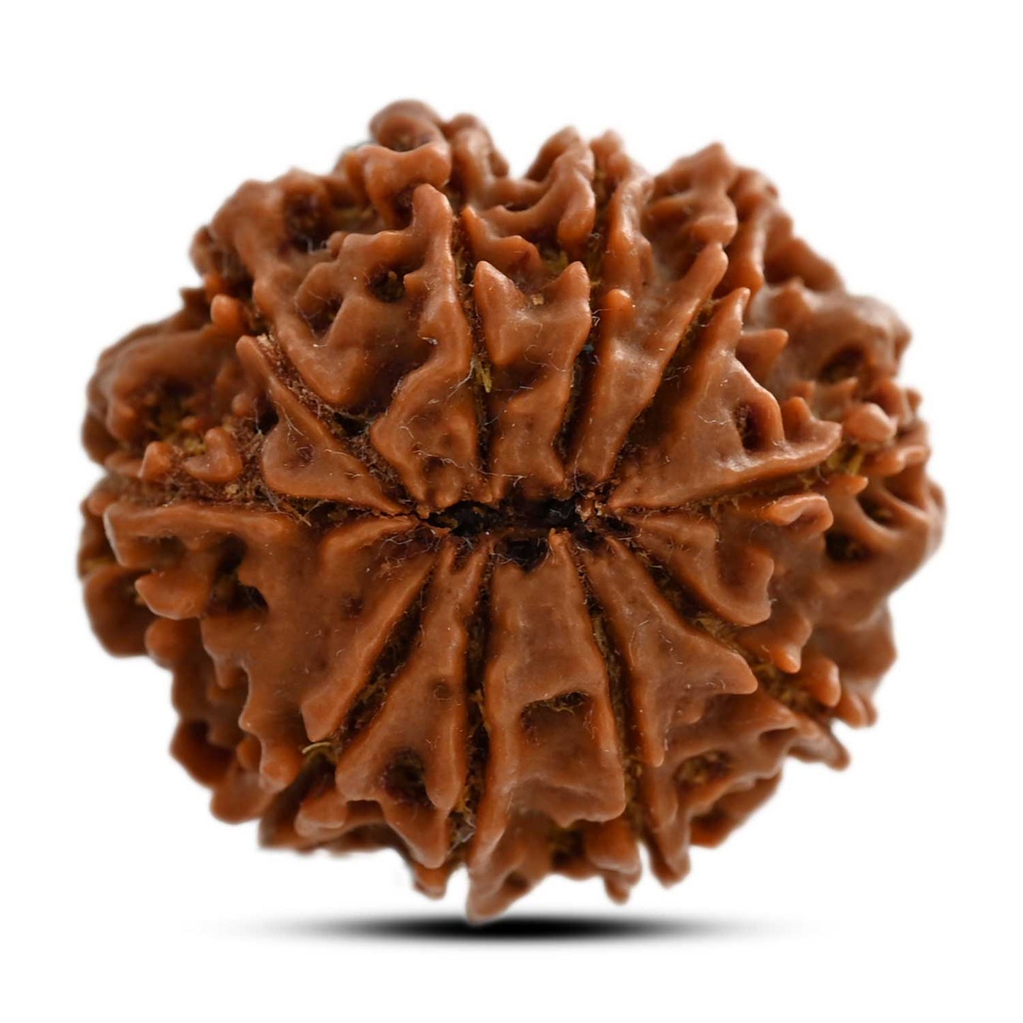10 Mukhi Rudraksha (Nepal) 25.20 M.M.