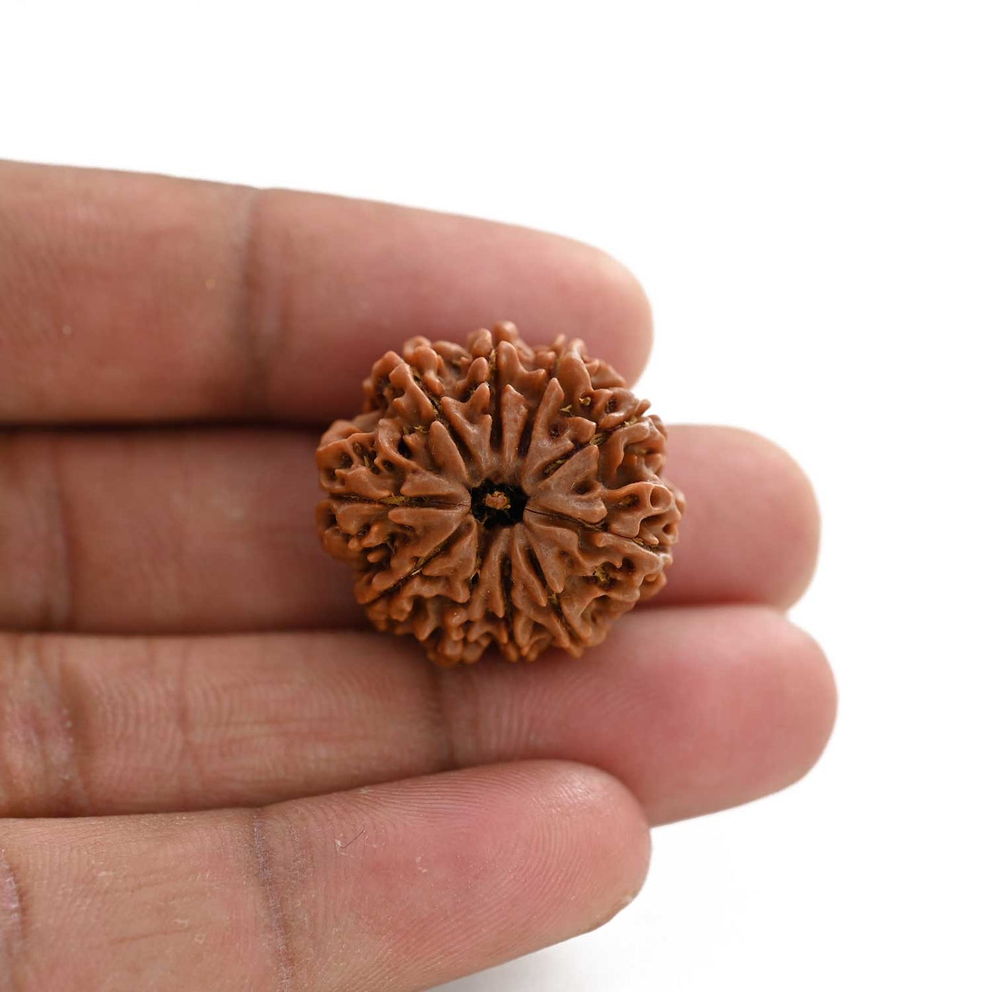 10 Mukhi Rudraksha (Nepal) 25.20 M.M.